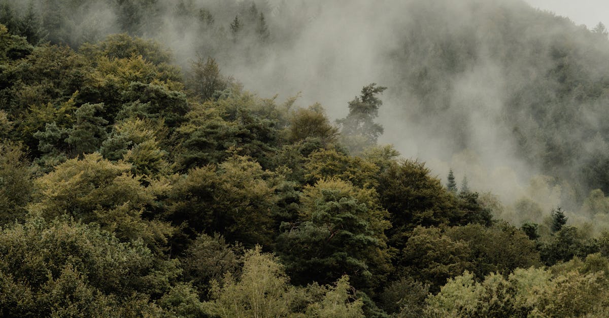 Design Considerations for Green Roof Installation in the UK